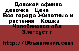 Донской сфинкс девочка › Цена ­ 15 000 - Все города Животные и растения » Кошки   . Челябинская обл.,Златоуст г.